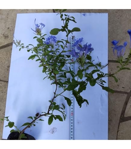 Amazon｜ルリマツリ4年苗｜観葉植物 オンライン通販